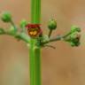 Fotografia 1 da espécie Scrophularia auriculata do Jardim Botânico UTAD