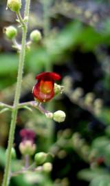 Fotografia da espécie Scrophularia auriculata