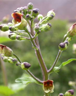 Fotografia 6 da espécie Scrophularia auriculata no Jardim Botânico UTAD