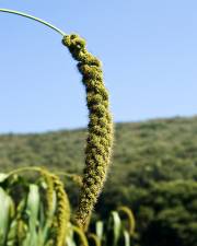 Fotografia da espécie Setaria italica