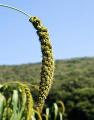 Setaria italica