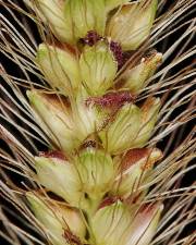 Fotografia da espécie Setaria parviflora