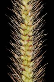 Fotografia da espécie Setaria parviflora