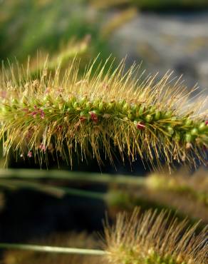 Fotografia 3 da espécie Setaria parviflora no Jardim Botânico UTAD