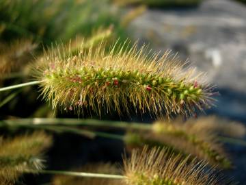 Fotografia da espécie Setaria parviflora