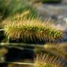 Fotografia 3 da espécie Setaria parviflora do Jardim Botânico UTAD