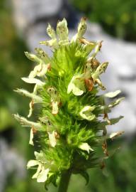 Fotografia da espécie Sideritis hyssopifolia