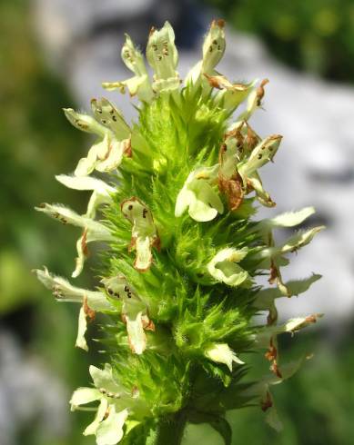 Fotografia de capa Sideritis hyssopifolia - do Jardim Botânico