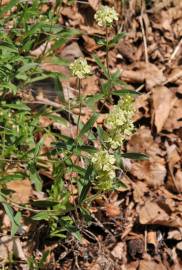 Fotografia da espécie Sideritis hyssopifolia