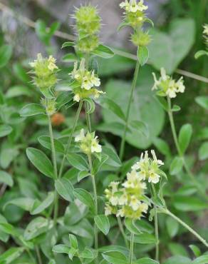 Fotografia 3 da espécie Sideritis hyssopifolia no Jardim Botânico UTAD