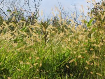 Fotografia da espécie Setaria parviflora