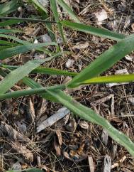 Digitaria ischaemum