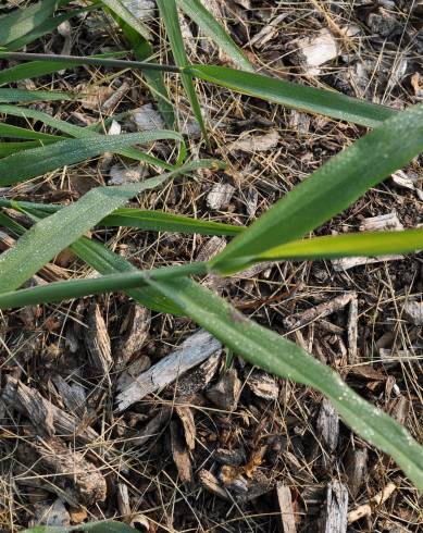 Fotografia de capa Digitaria ischaemum - do Jardim Botânico