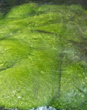 Fotografia 3 da espécie Eleocharis acicularis no Jardim Botânico UTAD