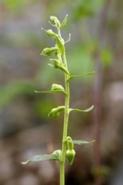 Fotografia da espécie Epipactis fageticola