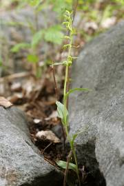 Fotografia da espécie Epipactis fageticola