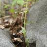 Fotografia 5 da espécie Epipactis fageticola do Jardim Botânico UTAD