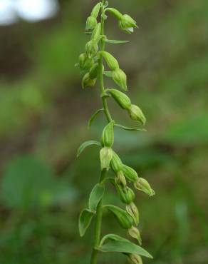 Fotografia 1 da espécie Epipactis fageticola no Jardim Botânico UTAD