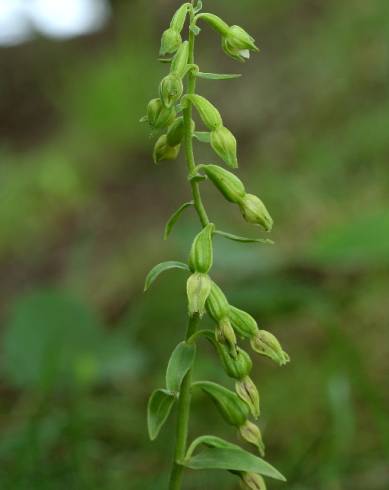 Fotografia de capa Epipactis fageticola - do Jardim Botânico