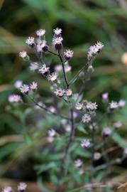 Fotografia da espécie Erigeron acer