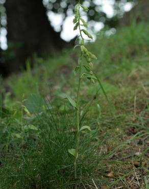 Fotografia 6 da espécie Epipactis fageticola no Jardim Botânico UTAD