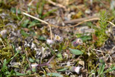 Fotografia da espécie Erigeron acer