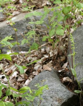 Fotografia 7 da espécie Epipactis fageticola no Jardim Botânico UTAD