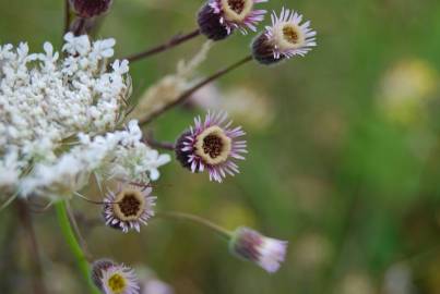 Fotografia da espécie Erigeron acer