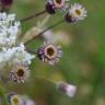 Fotografia 4 da espécie Erigeron acer do Jardim Botânico UTAD