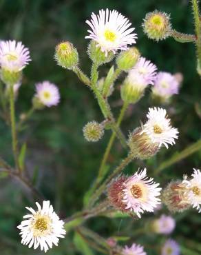 Fotografia 5 da espécie Erigeron acer no Jardim Botânico UTAD