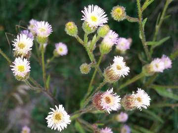 Fotografia da espécie Erigeron acer