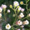 Fotografia 5 da espécie Erigeron acer do Jardim Botânico UTAD