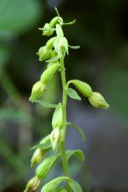 Fotografia da espécie Epipactis fageticola