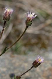 Fotografia da espécie Erigeron acer