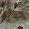 Fotografia 6 da espécie Erigeron acer do Jardim Botânico UTAD