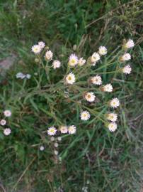 Fotografia da espécie Erigeron acer