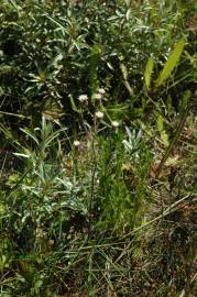 Fotografia da espécie Erigeron acer