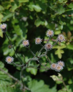 Fotografia 9 da espécie Erigeron acer no Jardim Botânico UTAD