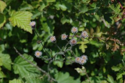 Fotografia da espécie Erigeron acer