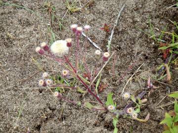 Fotografia da espécie Erigeron acer