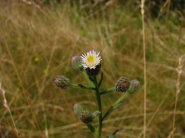 Fotografia da espécie Erigeron acer