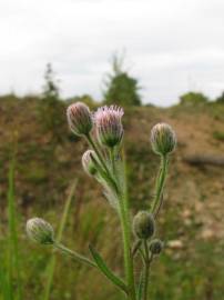 Fotografia da espécie Erigeron acer