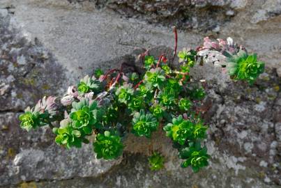 Fotografia da espécie Euphorbia portlandica