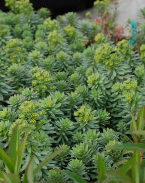 Fotografia 3 da espécie Euphorbia portlandica no Jardim Botânico UTAD