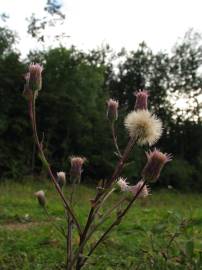 Fotografia da espécie Erigeron acer