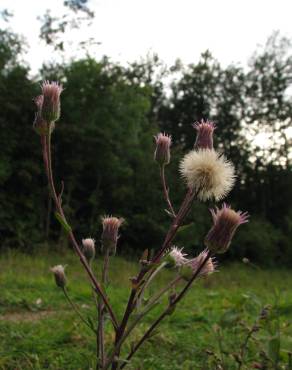 Fotografia 13 da espécie Erigeron acer no Jardim Botânico UTAD