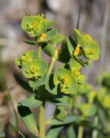 Fotografia da espécie Euphorbia portlandica