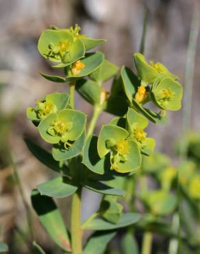 Fotografia 4 da espécie Euphorbia portlandica no Jardim Botânico UTAD