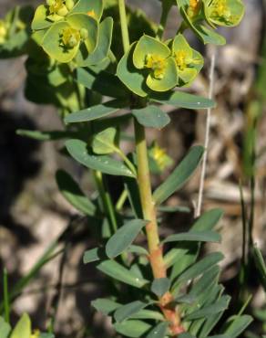 Fotografia 5 da espécie Euphorbia portlandica no Jardim Botânico UTAD