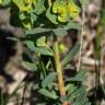 Fotografia 5 da espécie Euphorbia portlandica do Jardim Botânico UTAD